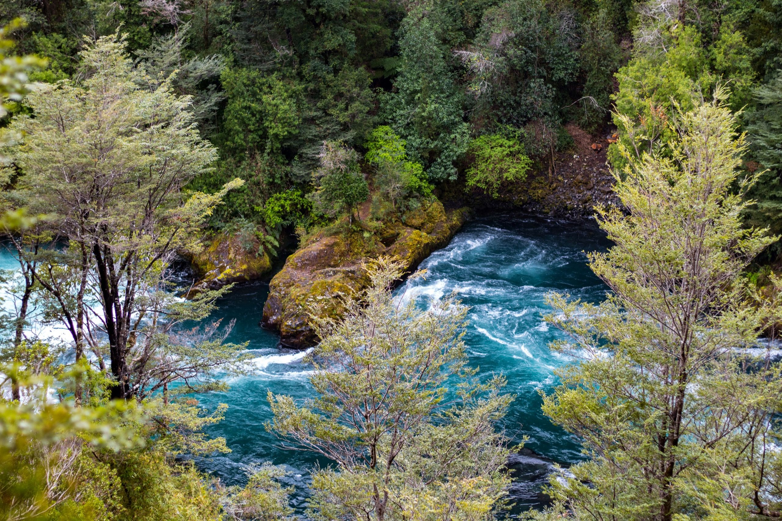 Río de aguas turquesas abriéndose paso entre bosque nativo